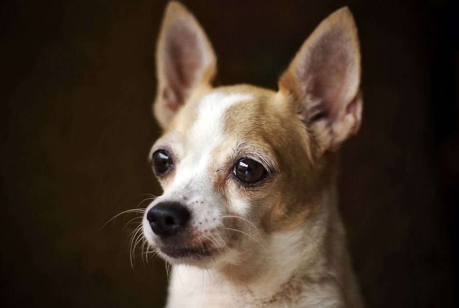 Carácter y temperamento del Chihuahua Cabeza de Venado