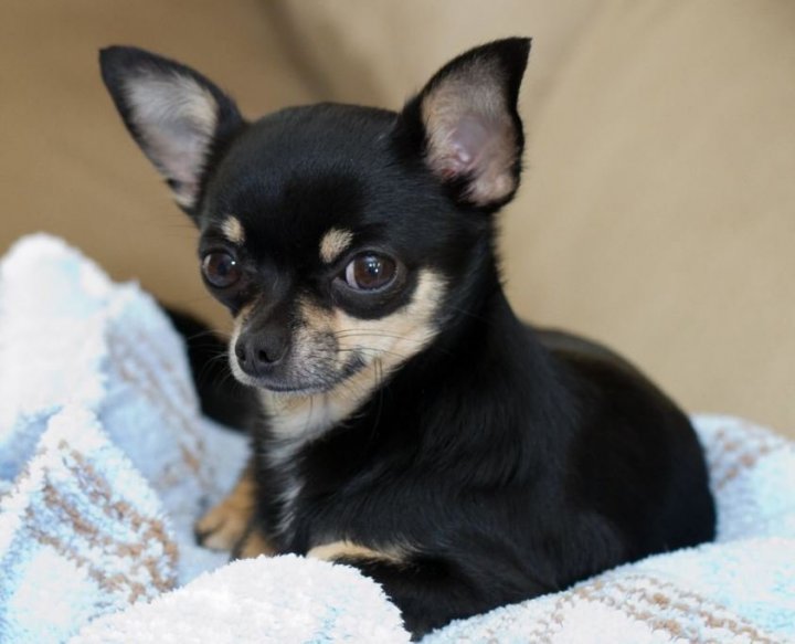 Chihuahua Cabeza de Venado negro ¿Cómo es y cómo cuidarlo?