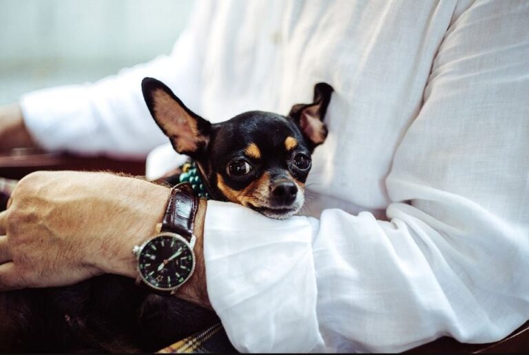 Cuanto Vive Un Chihuahua Cabeza De Venado