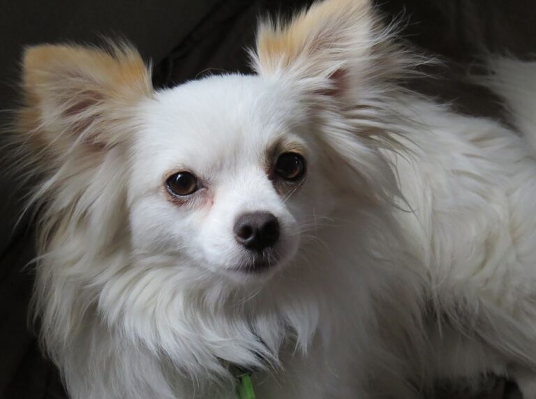 Chihuahua Cabeza de Venado de pelo largo ????【 Características 】