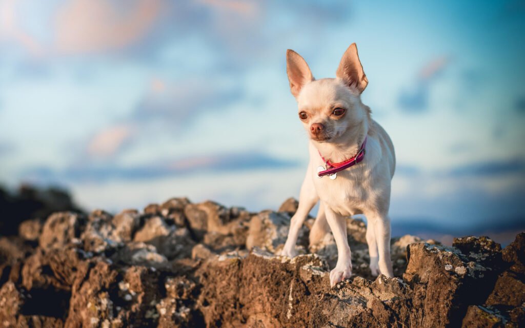 Cómo es el Chihuahua Cabeza de Venado blanco