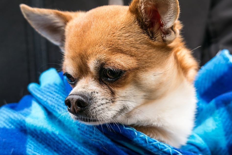 Principales enfermedades del Chihuahua