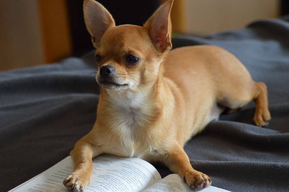 Chihuahua Cabeza de Venado ️【 ESPECIALISTAS】