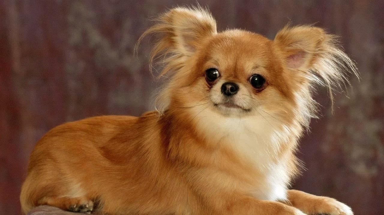 Chihuahua de pelo largo Características, cuidados y más