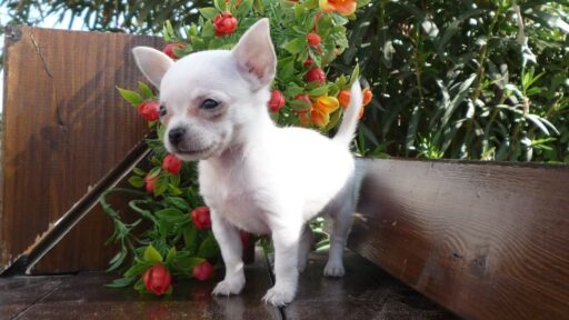 Como Saber Si Es Un Perro Chihuahua Original