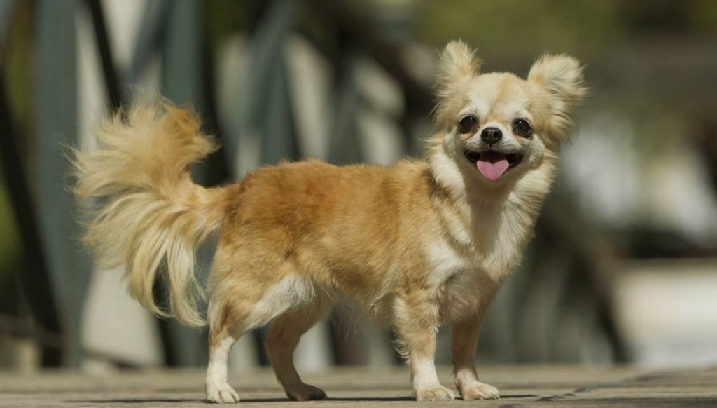 Chihuahua de pelo largo mini Características y adopción