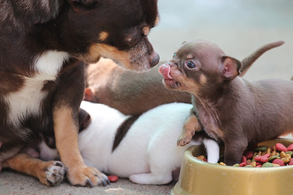 pedir Cuerda Penetración Embarazo del Chihuahua Cabeza de Venado | Chihuahua