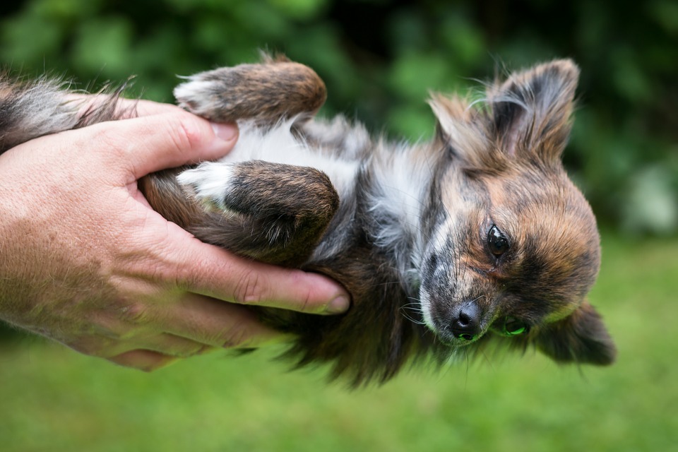 Chihuahua cabeza de venado temeroso: 10 seÃ±ales inconfundibles 1