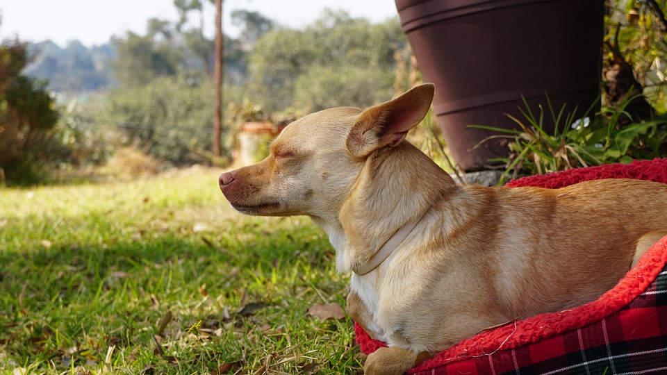 Desfavorable Cariñoso apagado ✓¿Por qué el chihuahua cabeza de venado vomita espuma blanca? | Chihuahua