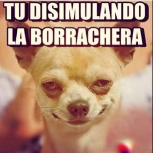 Memes de Chihuahuas 12