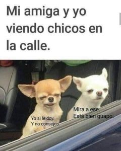 Memes de Chihuahuas 9