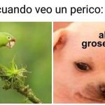 Memes de Chihuahuas 8