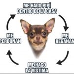 Memes de Chihuahuas7