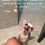 Memes de Chihuahuas 2