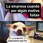Memes de Chihuahuas 1