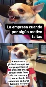 Memes de Chihuahuas 1