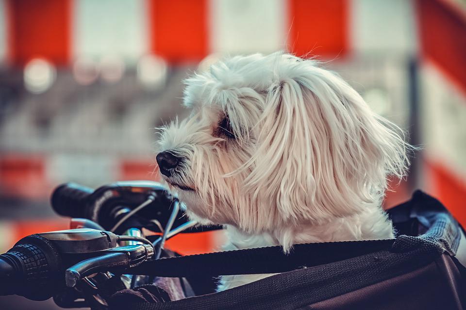 Guía del perro maltés: carácter, educación y otras cosas que hay que saber 1