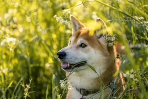 Características del perro y de la raza Shiba Inu