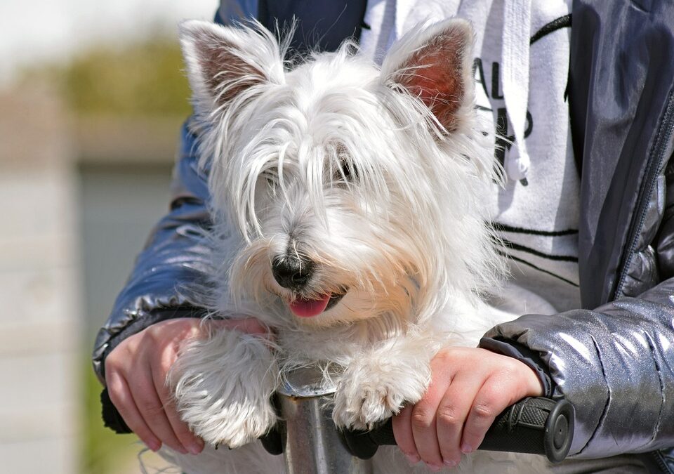 West Highland White Terrier: retrato de un perro caballero