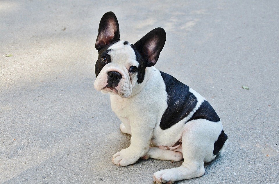 Descubrir al Bulldog Francés: cachorros, carácter y adiestramiento