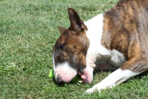 Bull terrier: historia, carácter y características del gladiador de las razas caninas