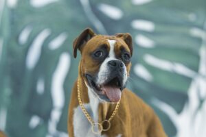 Todo sobre el Bóxer: carácter y educación de esta raza canina